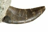 Rare, Serrated, Megalosaurid (Marshosaurus) Tooth - Colorado #182608-2